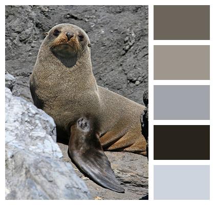 Kekeno Seals Fur Seal Image
